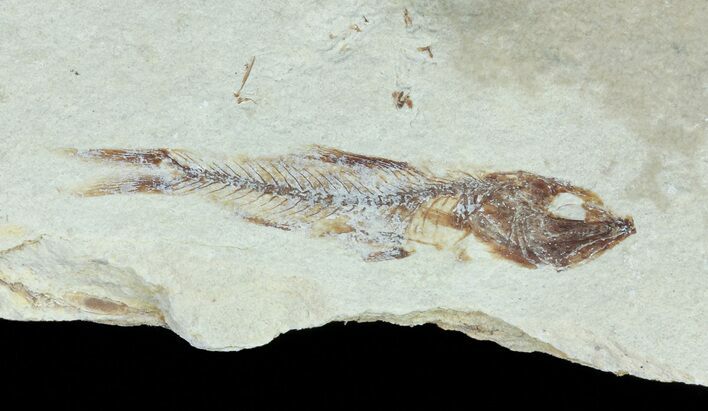 Bargain, Cretaceous Fossil Fish - Lebanon #70014